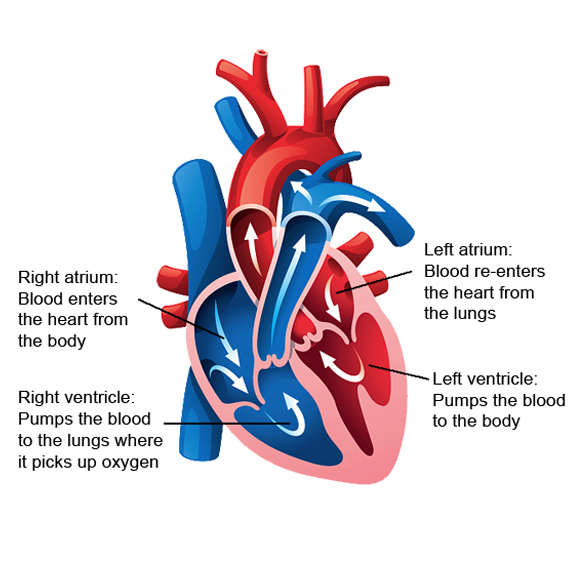 Diagrama cardíaco